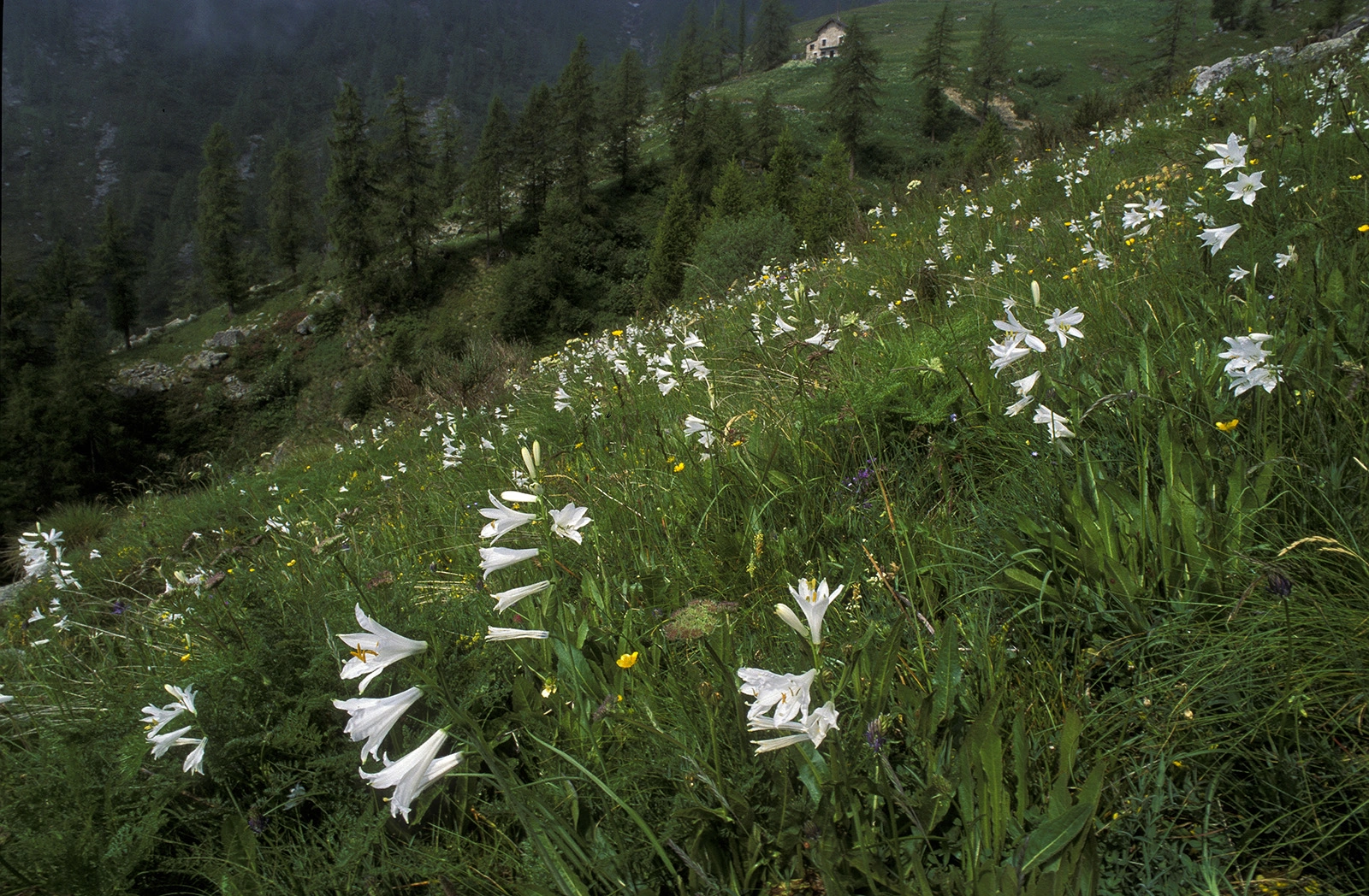 Photo Maurizio Broglio - Paradisea liliastrum